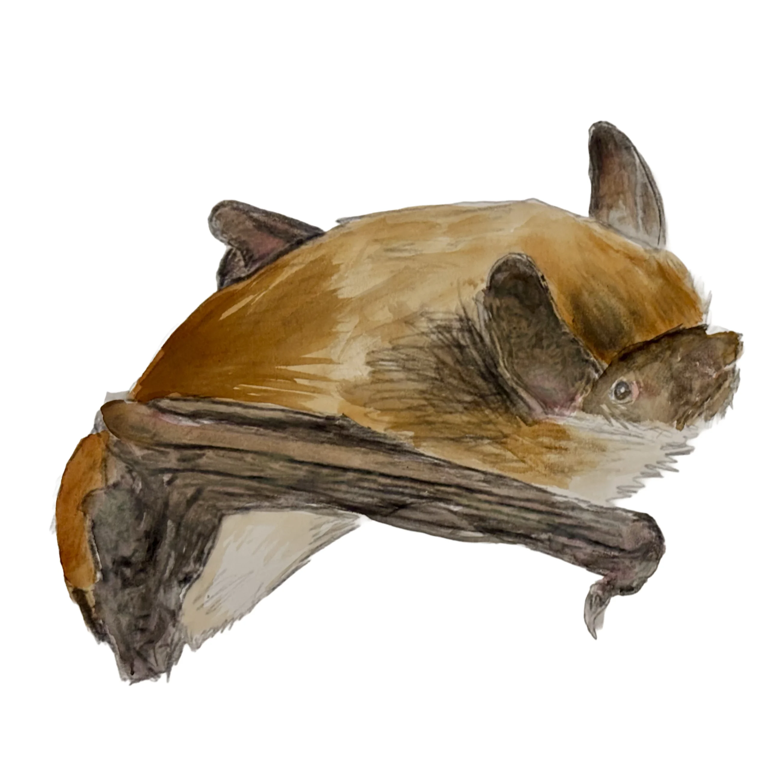 Bat Watercolour 2